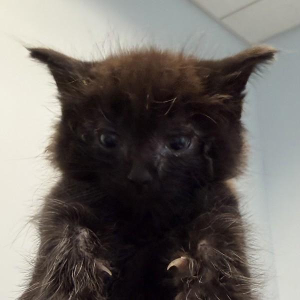 Jackalope, Adoptable, Kitten Male Domestic Long Hair.
