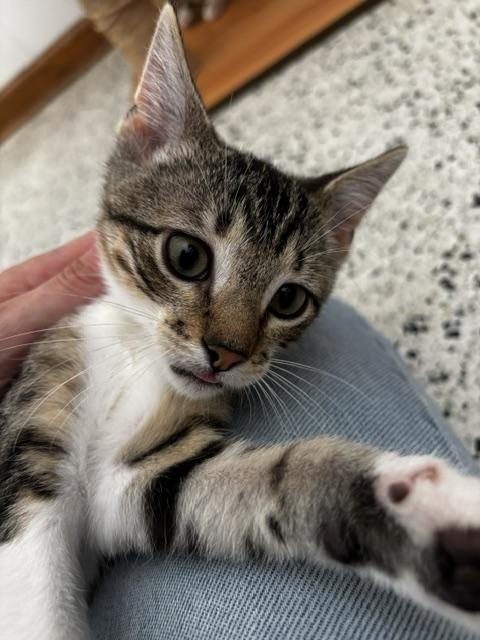 Jasper, a Adoptable Domestic Short Hair in Lafayette, LA image 2/5