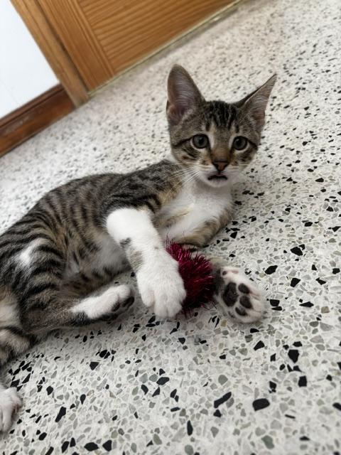 Jasper, a Adoptable Domestic Short Hair in Lafayette, LA image 3/5