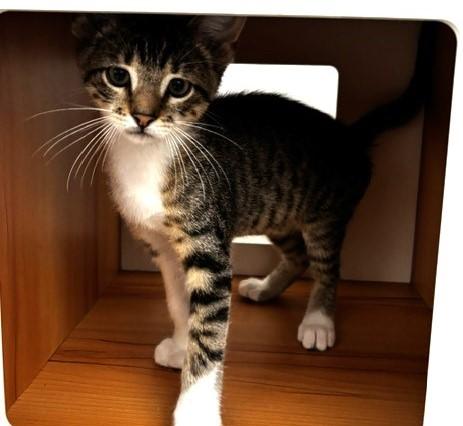 Jasper, a Adoptable Domestic Short Hair in Lafayette, LA image 4/5