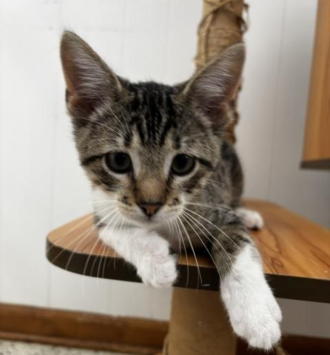 Jasper, Adoptable, Kitten Male Domestic Short Hair.