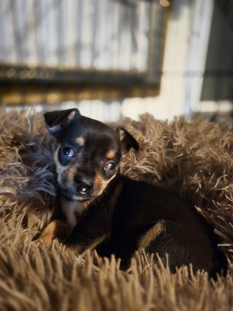 Enlarge Alita, a Adopted Chihuahua in Waynesville, GA image 1/1