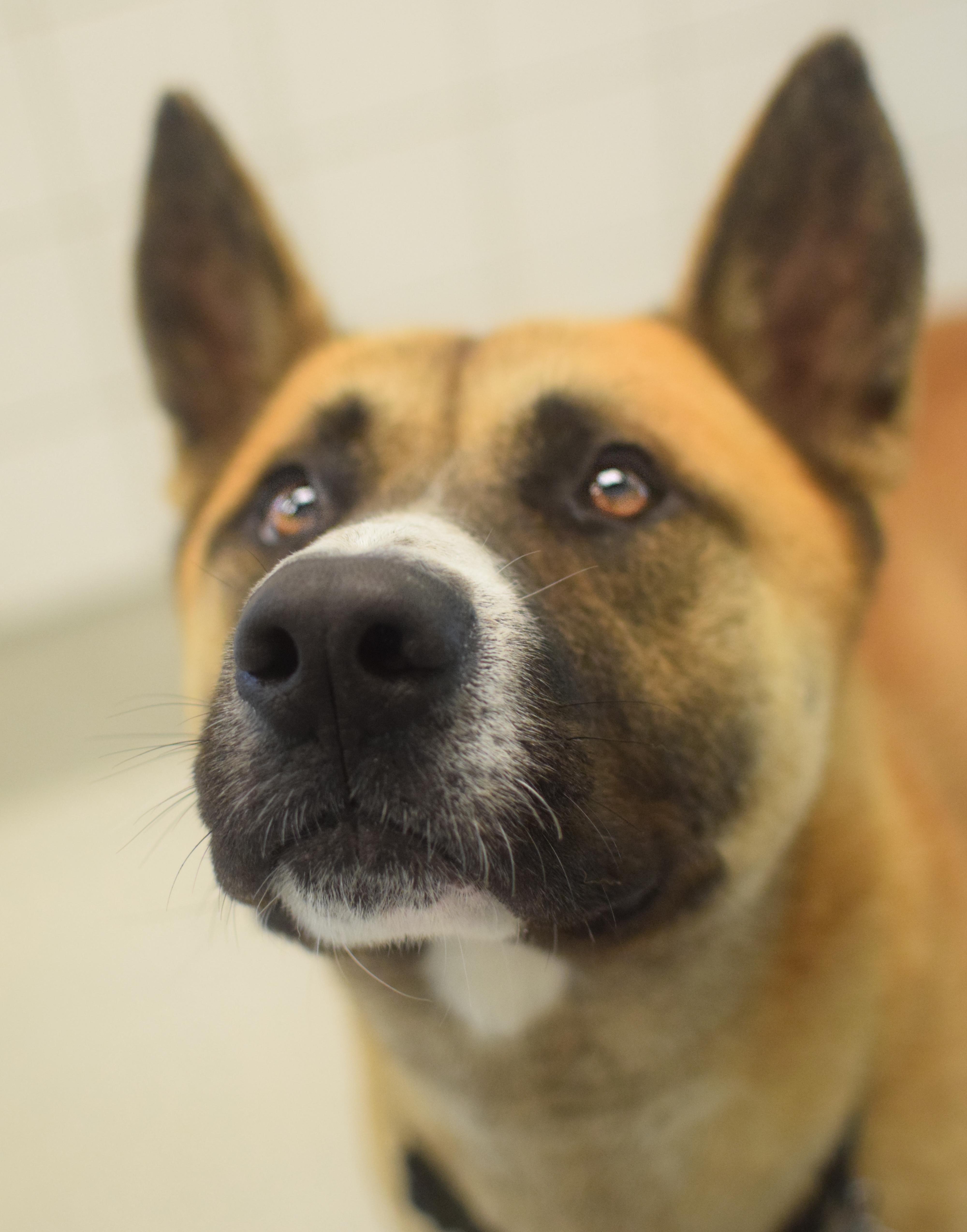 Jack, a ADOPTABLE Akita in Pontiac, MI image 2/2