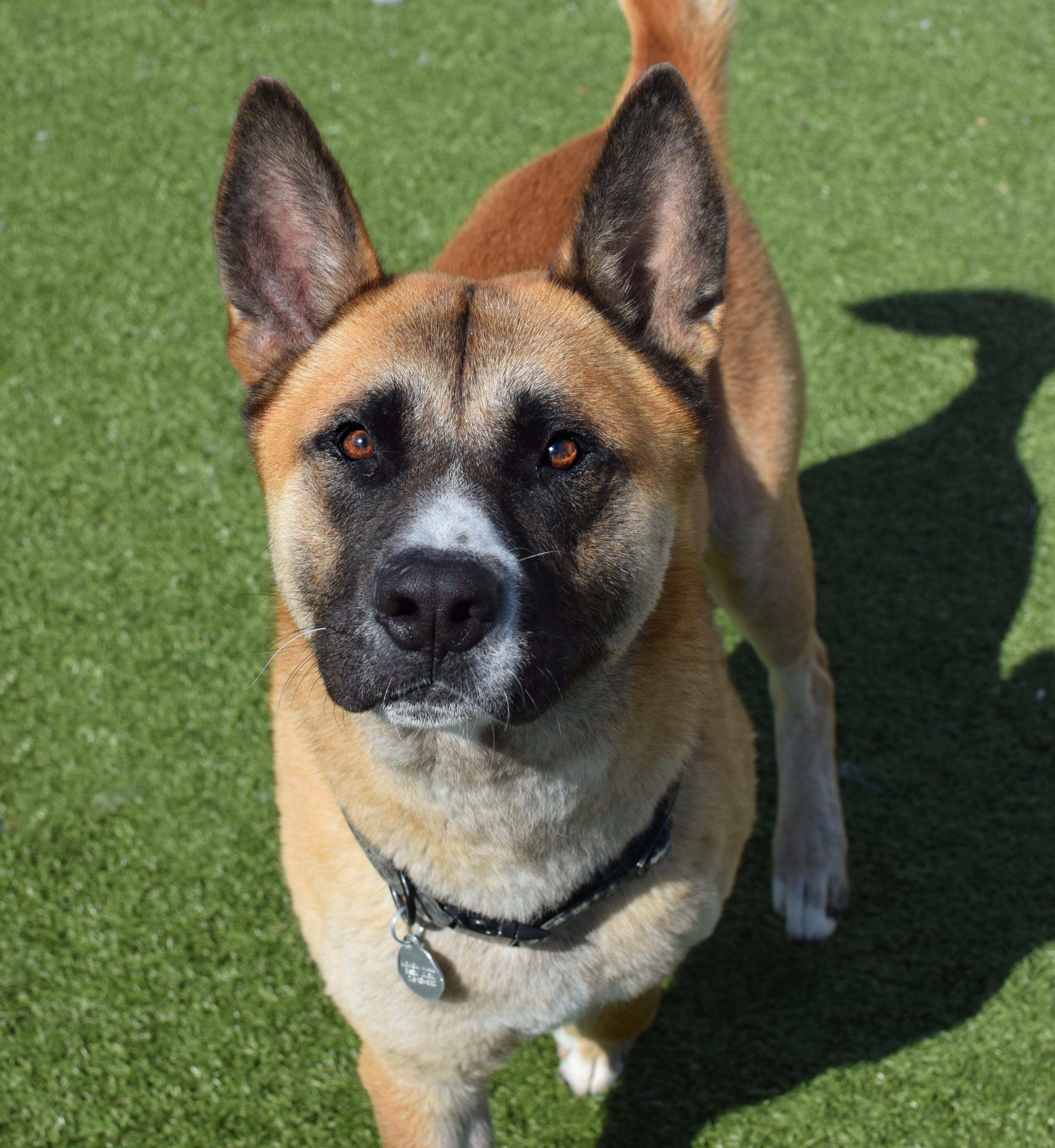 Jack, a ADOPTABLE Akita in Pontiac, MI image 1/2
