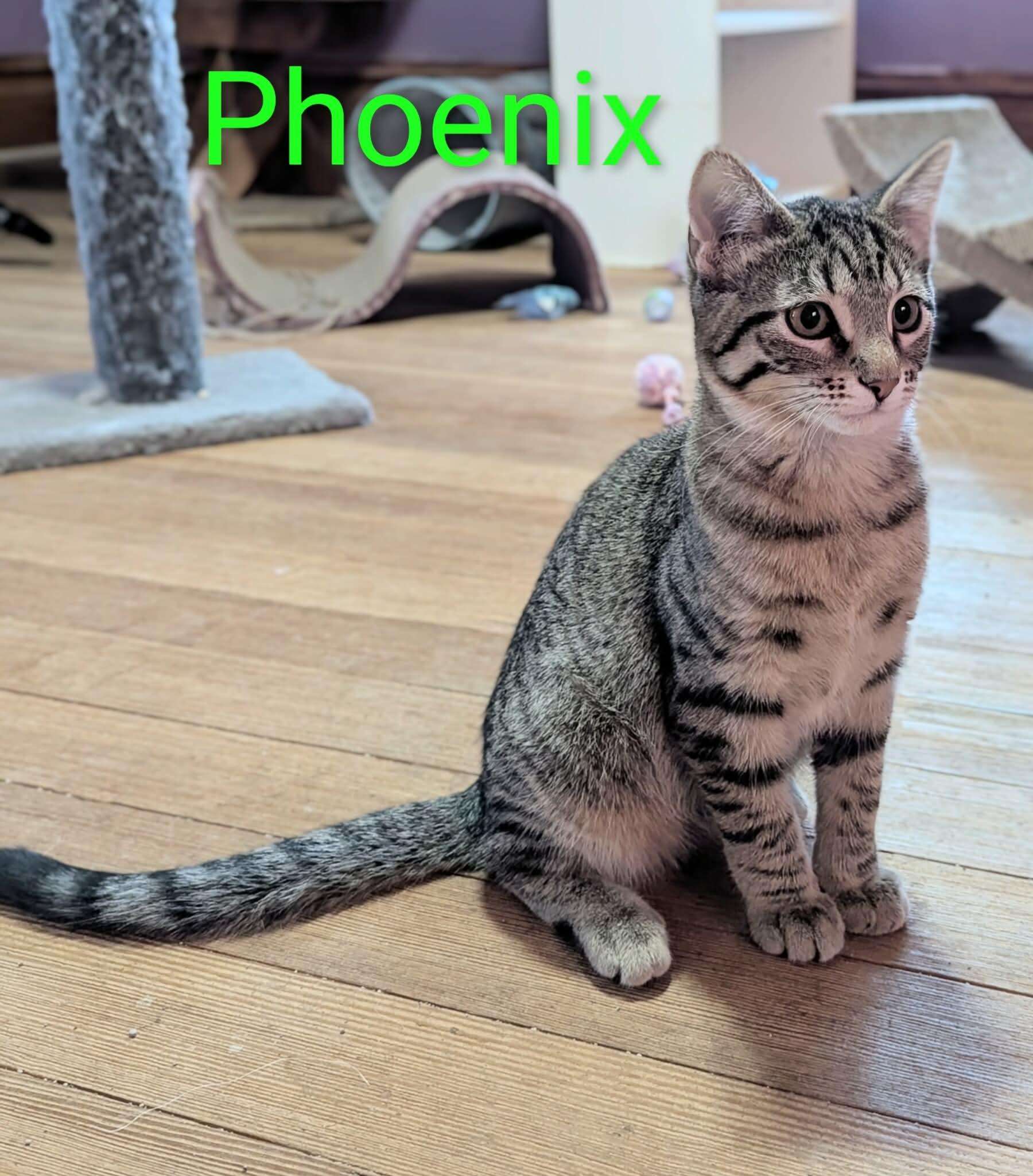 PHOENIX, a Adoptable mixed breed in Panora, IA image 2/4