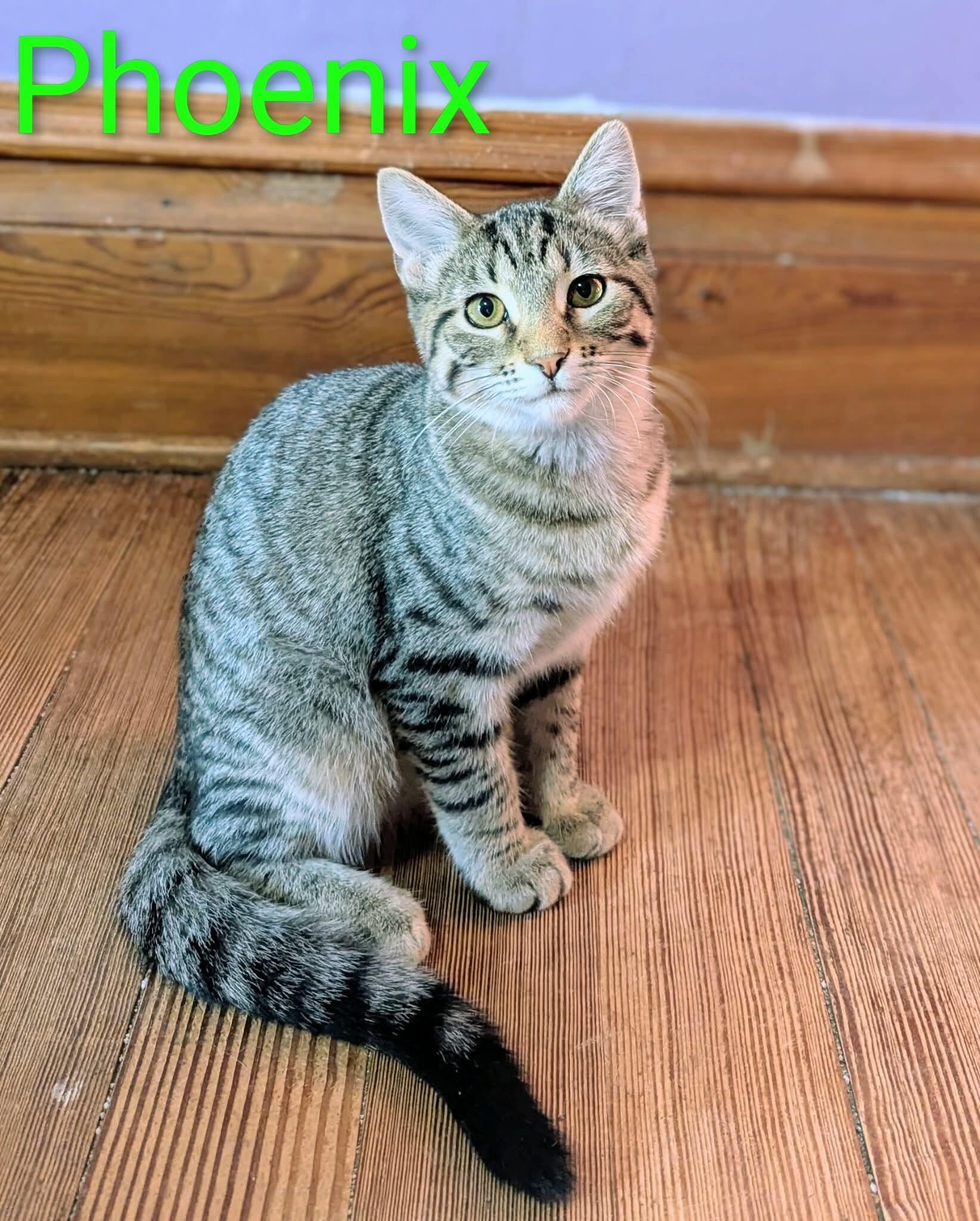 PHOENIX, a Adoptable mixed breed in Panora, IA image 3/4