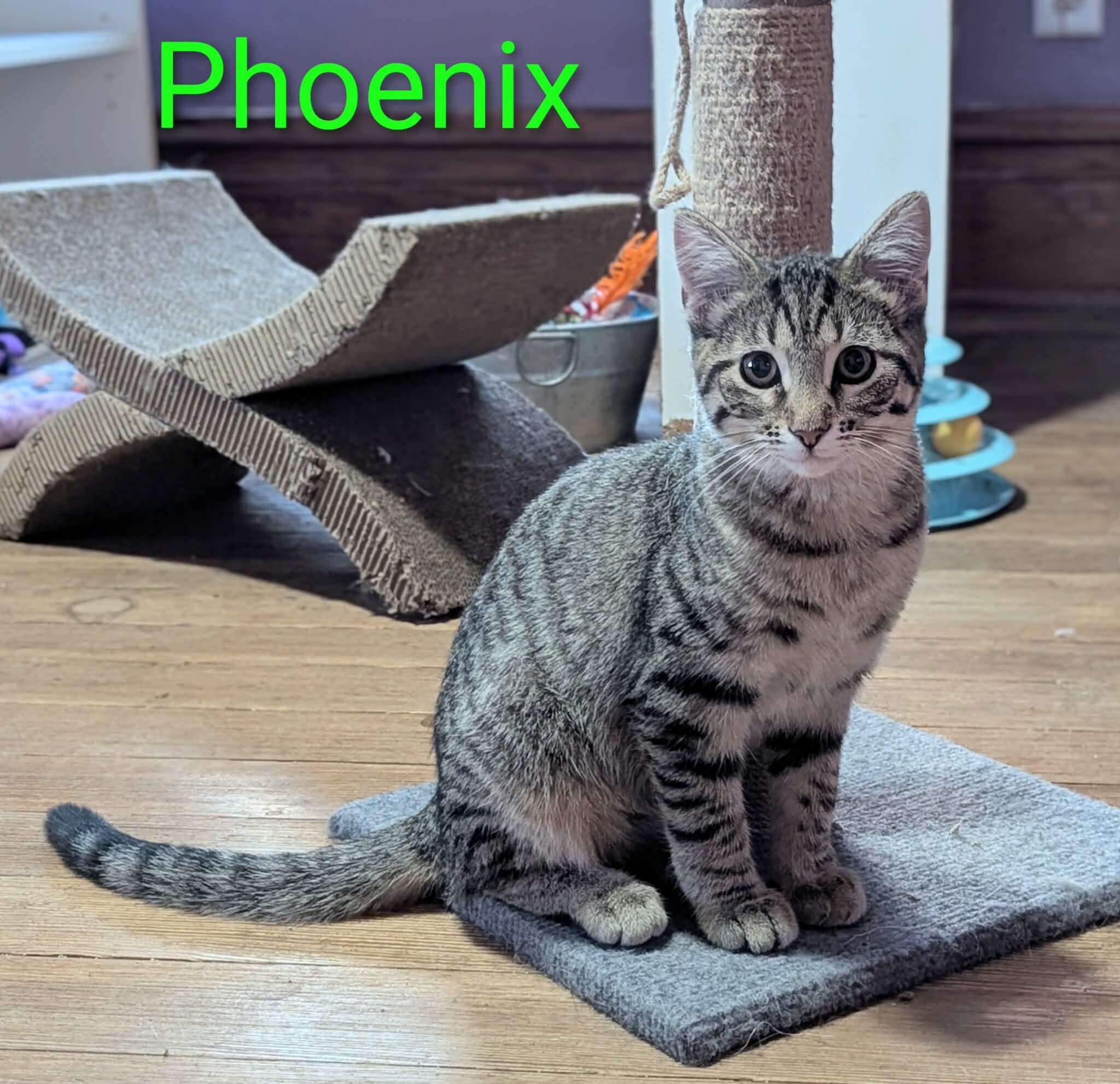PHOENIX, a Adoptable mixed breed in Panora, IA image 4/4