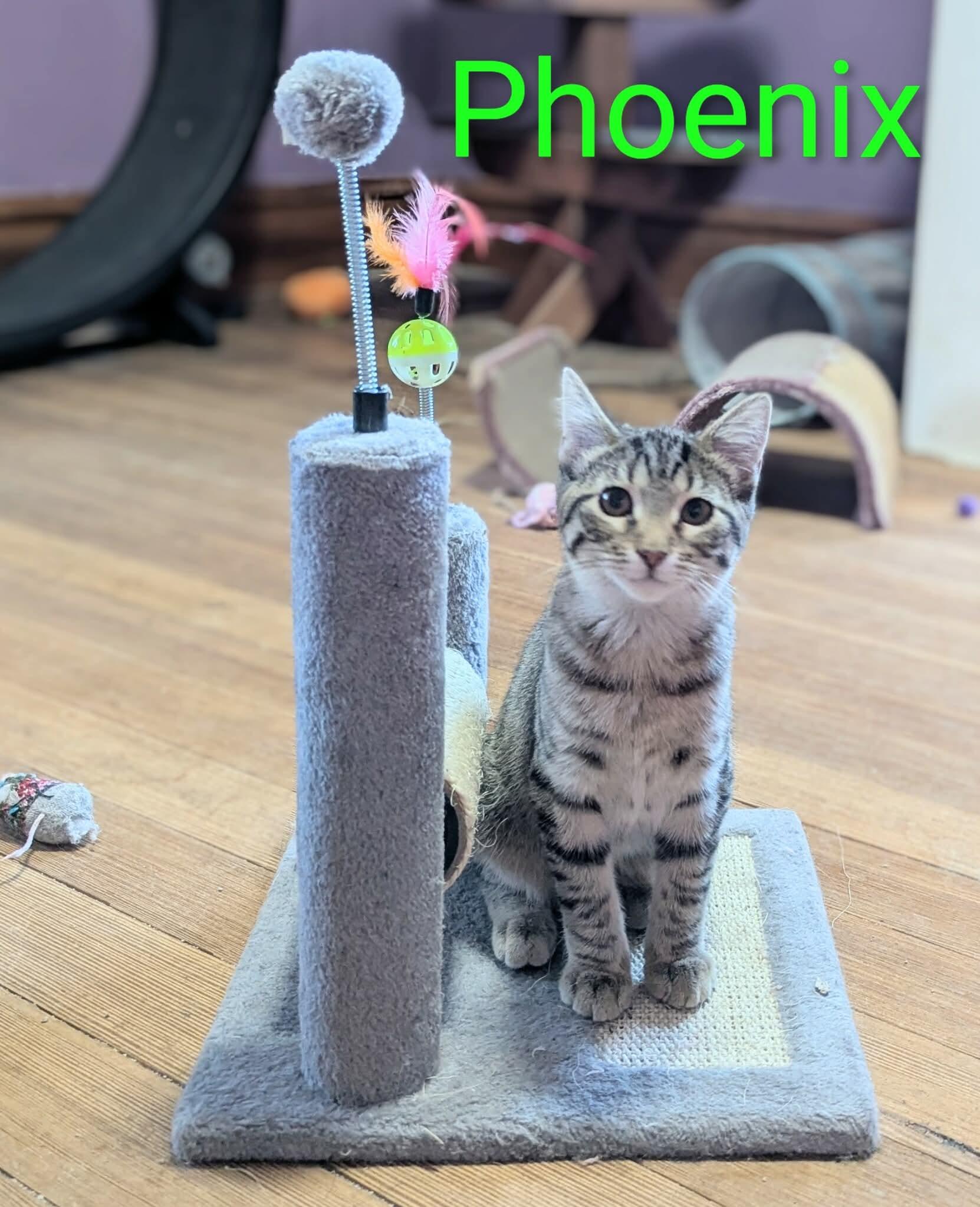 PHOENIX, a Adoptable mixed breed in Panora, IA image 1/4