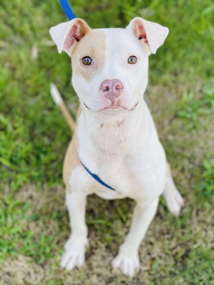 Enlarge AC#3338 "Lilo", a Adopted mixed breed in Conyers, GA image 1/1