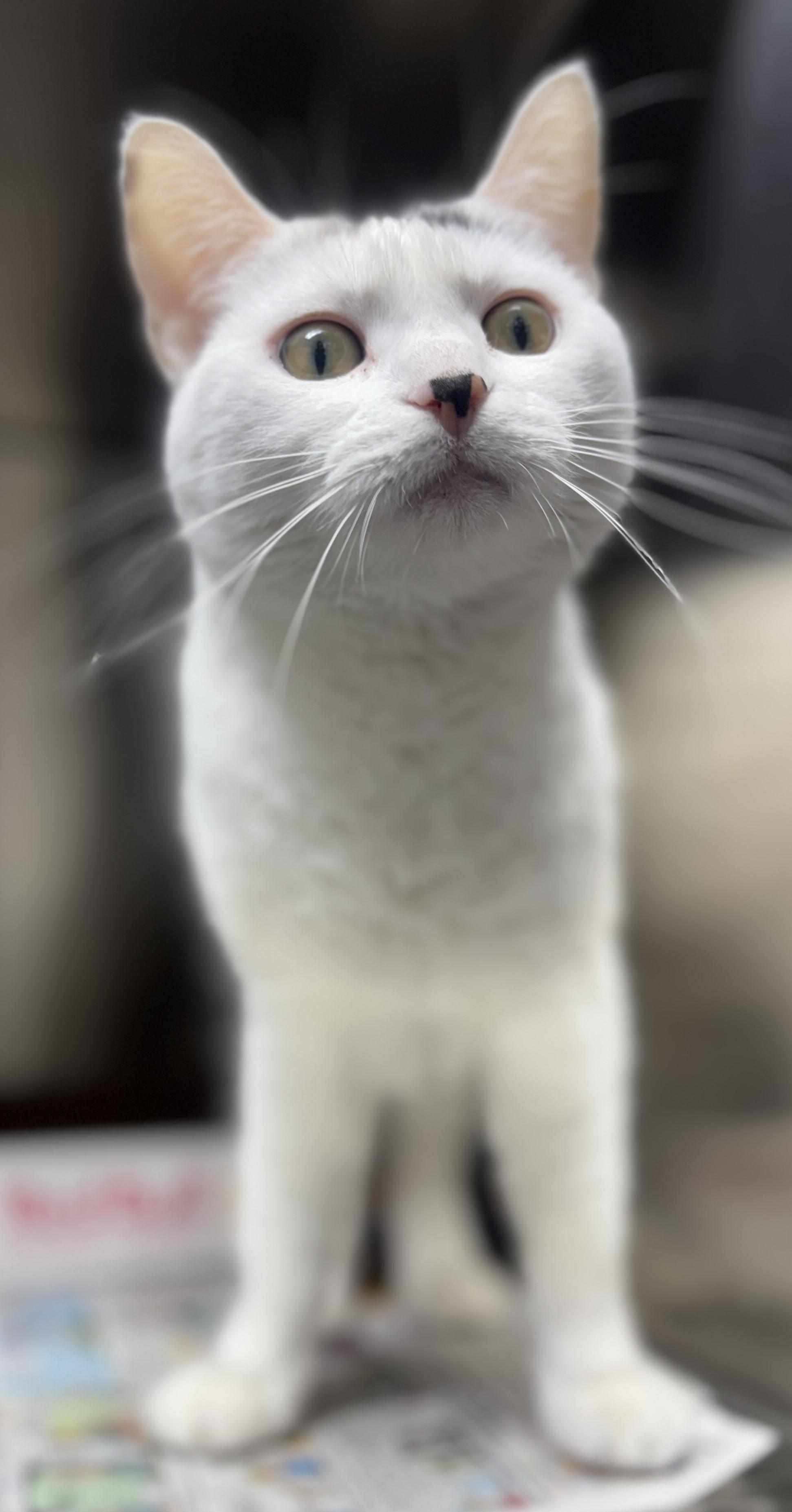 Enlarge Rosalie, a ADOPTABLE mixed breed in New Haven, CT image 3/3