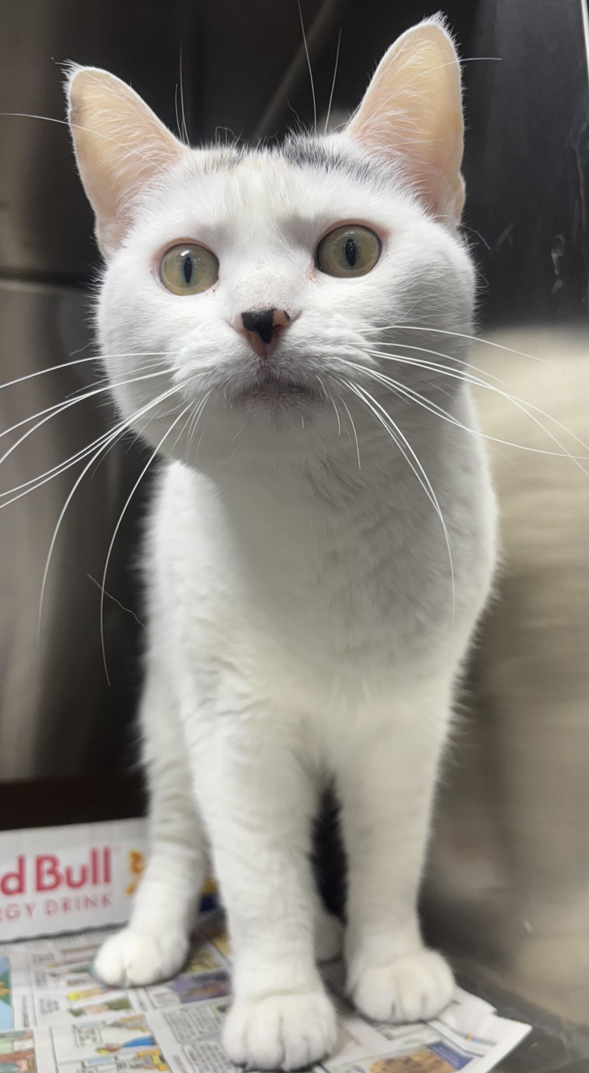 Enlarge Rosalie, a ADOPTABLE mixed breed in New Haven, CT image 2/3
