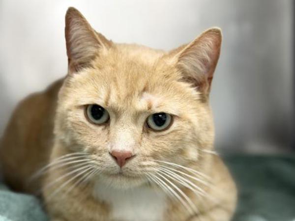 Miracle, Adoptable, Adult Male Domestic Short Hair.