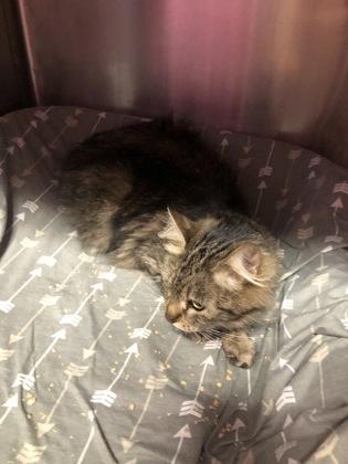 Enlarge Whisper (with Maple), a Adoptable mixed breed in Hillsboro, OR image 1/2