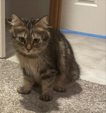 Enlarge Whisper (with Maple), a Adoptable mixed breed in Hillsboro, OR image 2/2