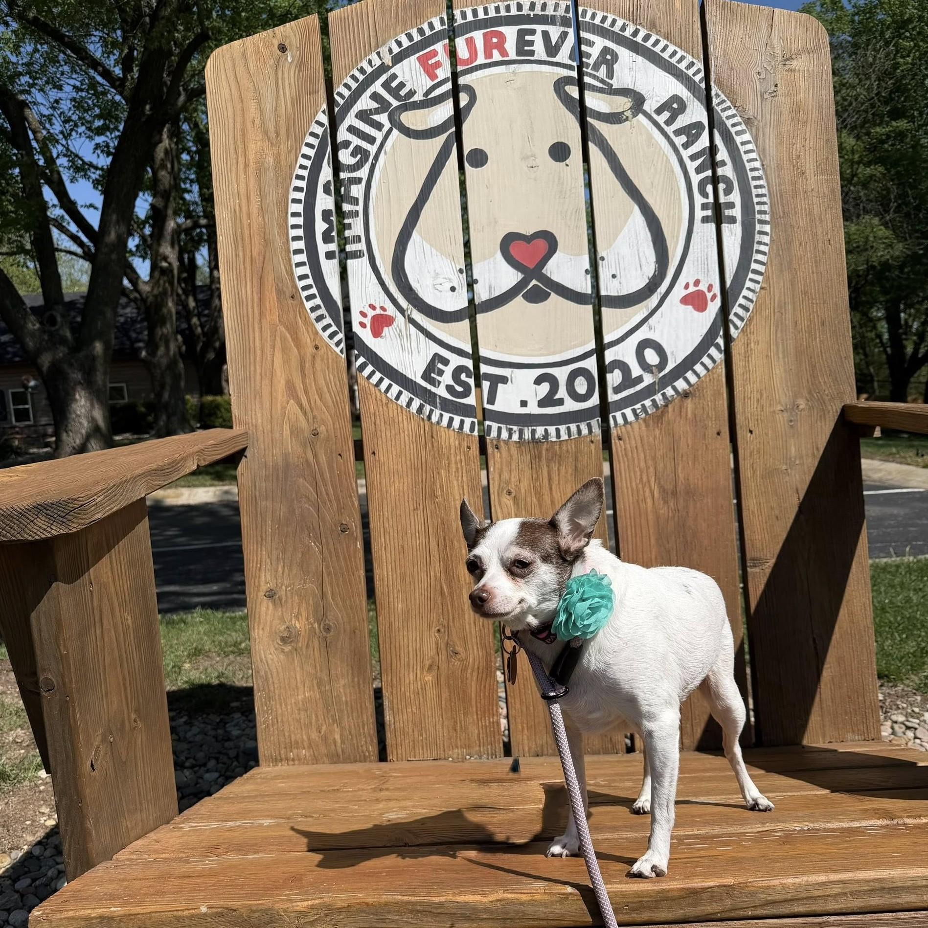 Enlarge Peanut, a ADOPTABLE Chihuahua in Shawnee, KS image 2/4