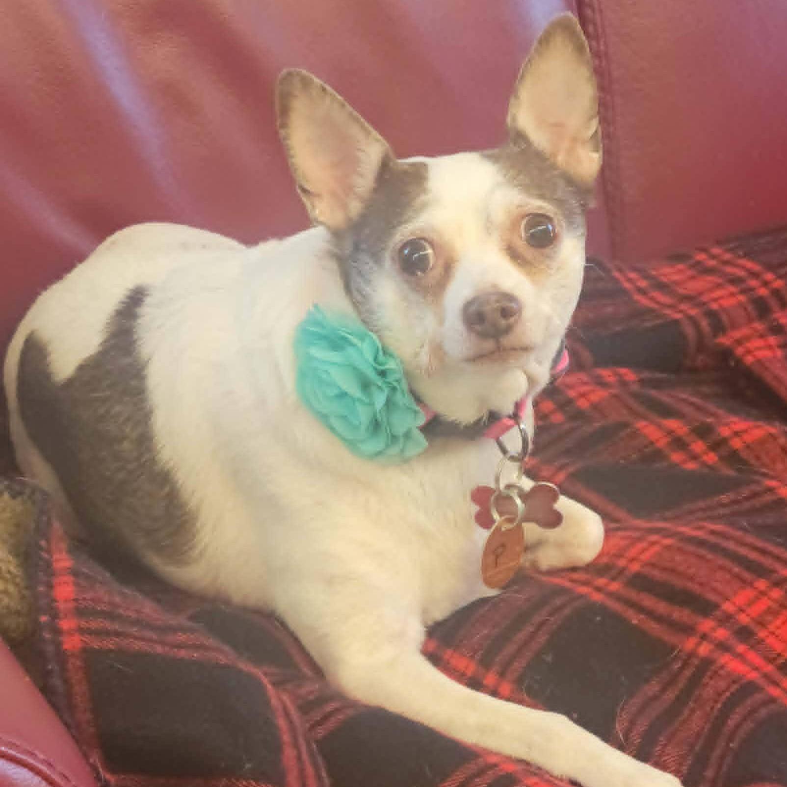 Enlarge Peanut, a ADOPTABLE Chihuahua in Shawnee, KS image 4/4