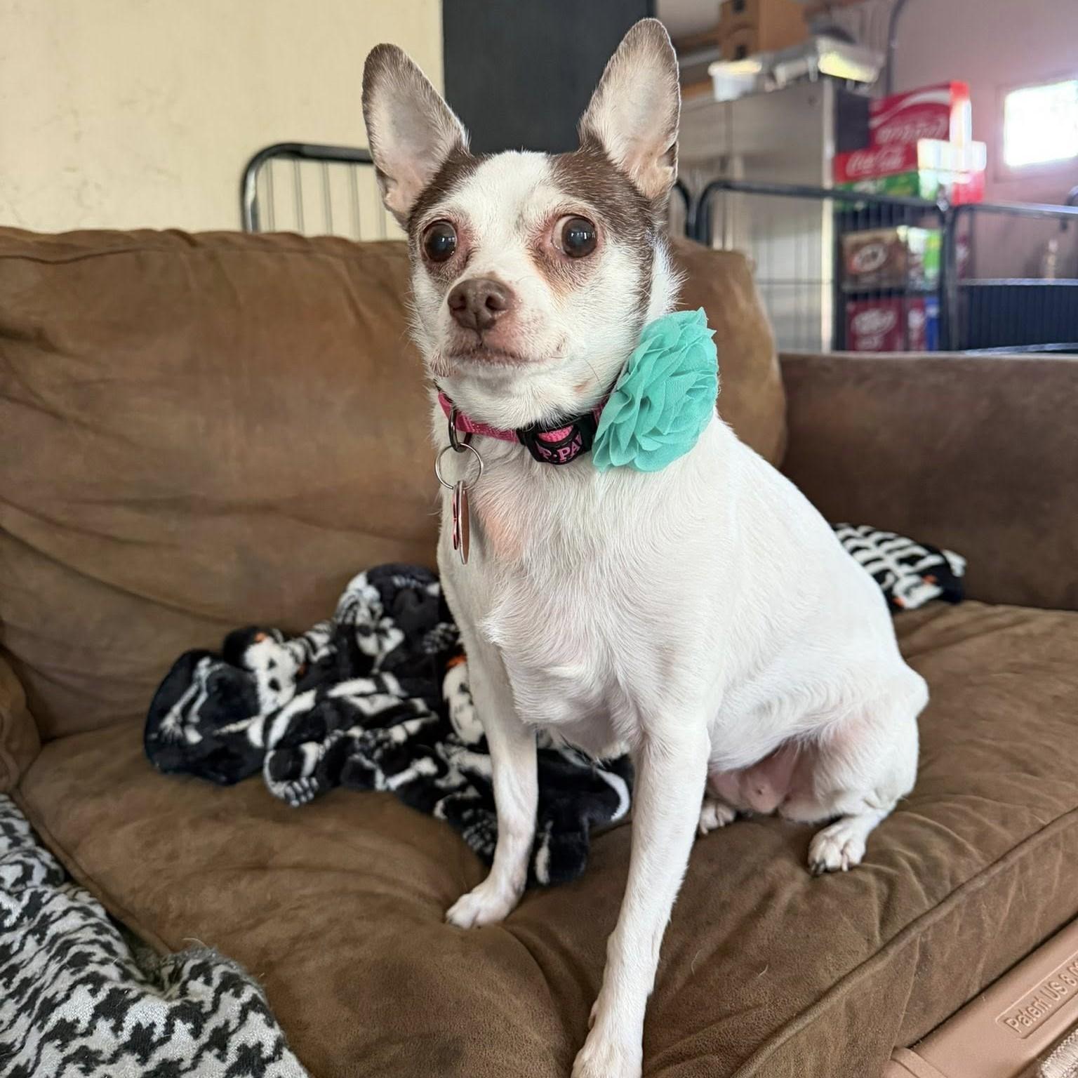 Enlarge Peanut, a ADOPTABLE Chihuahua in Shawnee, KS image 3/4