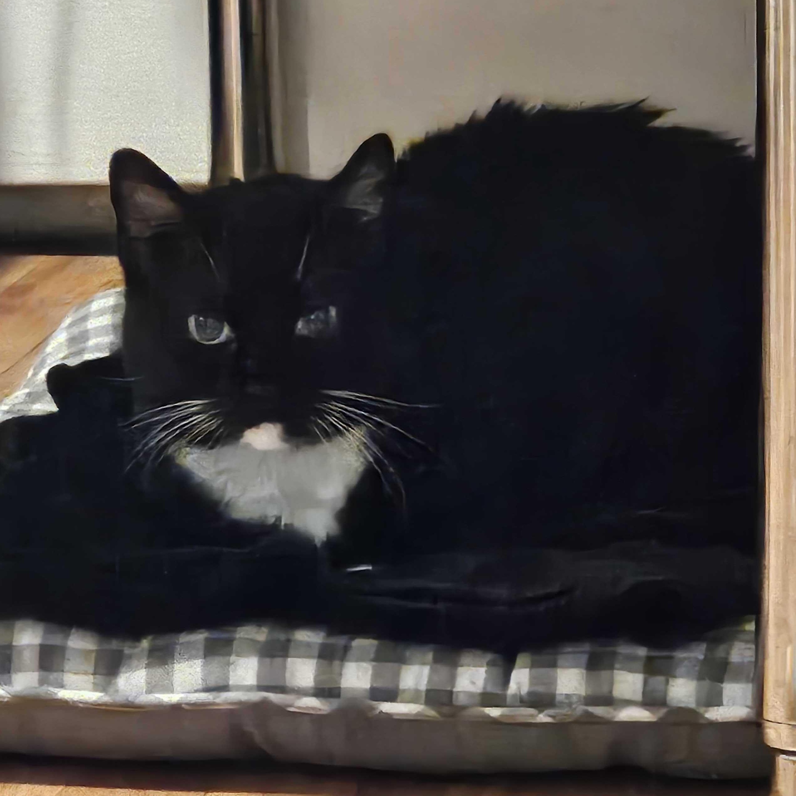 Enlarge Pixel, a ADOPTABLE Domestic Short Hair in Waltham, MA image 2/6