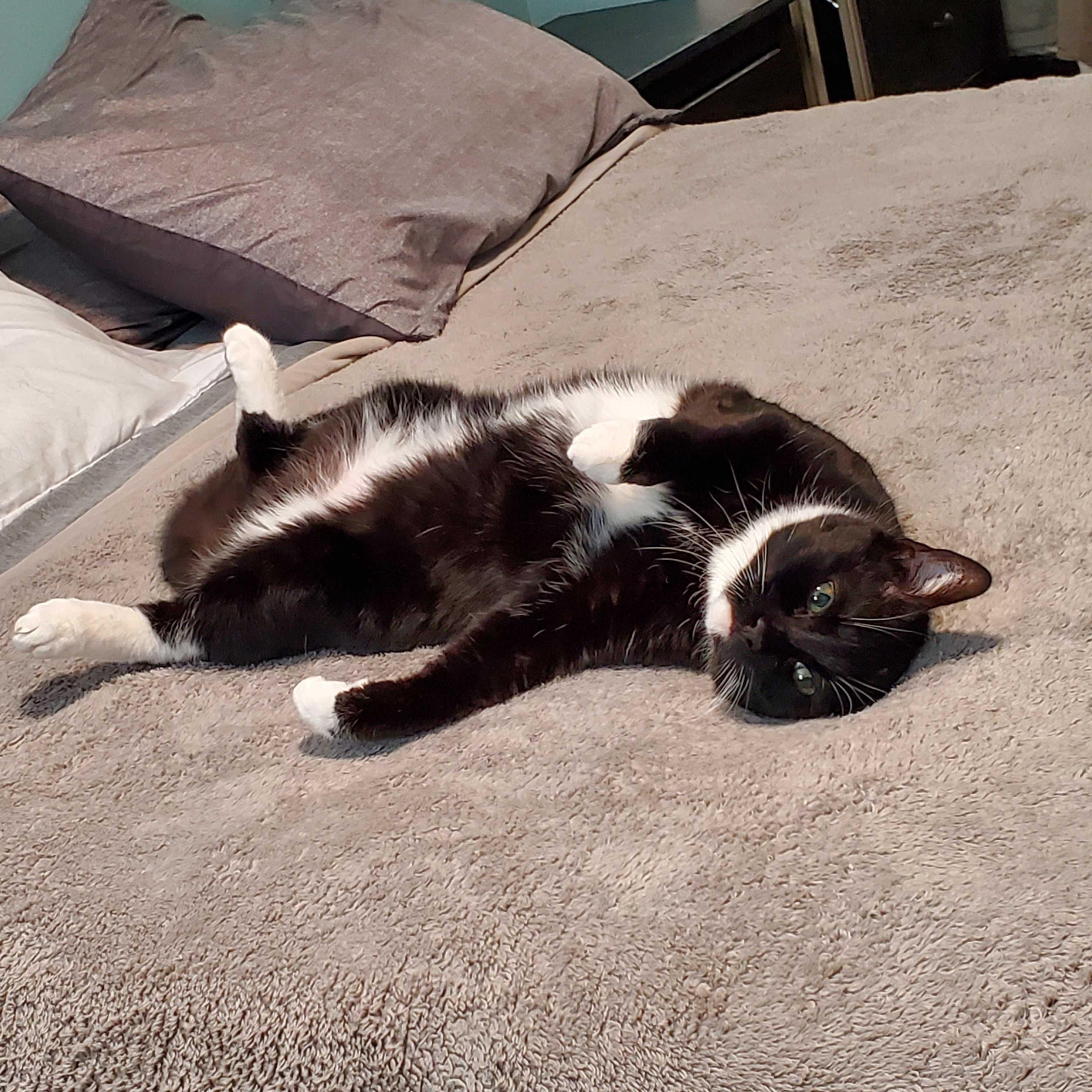 Enlarge Pixel, a ADOPTABLE Domestic Short Hair in Waltham, MA image 3/6