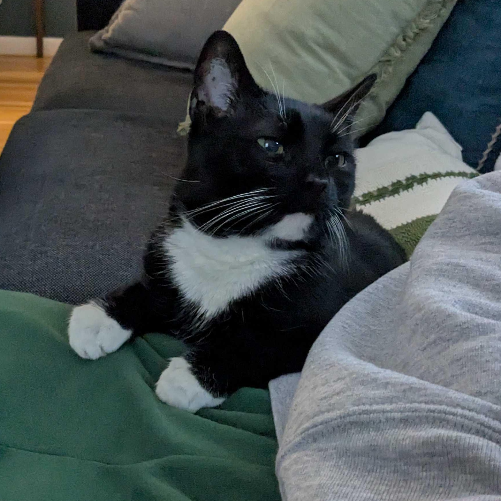 Enlarge Pixel, a ADOPTABLE Domestic Short Hair in Waltham, MA image 4/6
