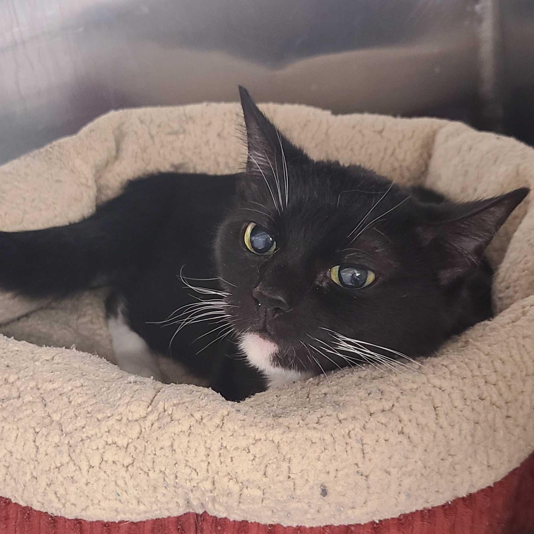 Pixel, ADOPTABLE, Adult Female Domestic Short Hair.
