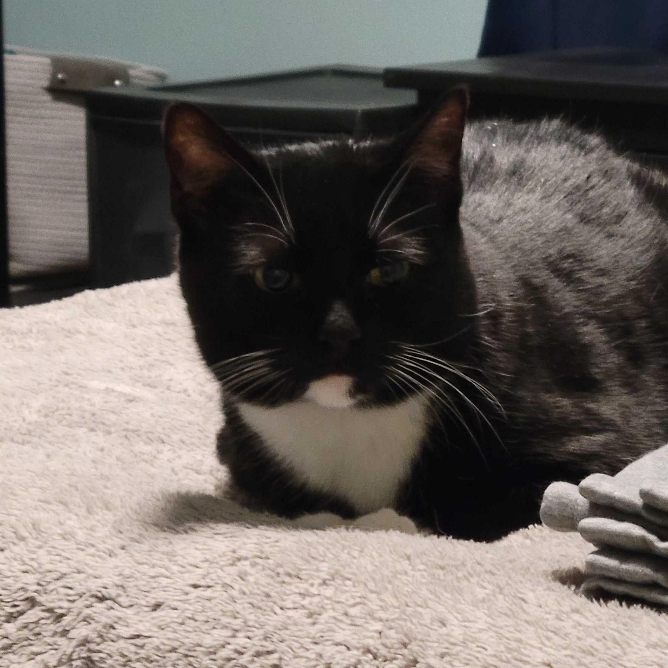 Enlarge Pixel, a ADOPTABLE Domestic Short Hair in Waltham, MA image 5/6