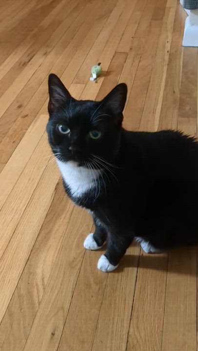 Enlarge Pixel, a ADOPTABLE Domestic Short Hair in Waltham, MA video 6/6