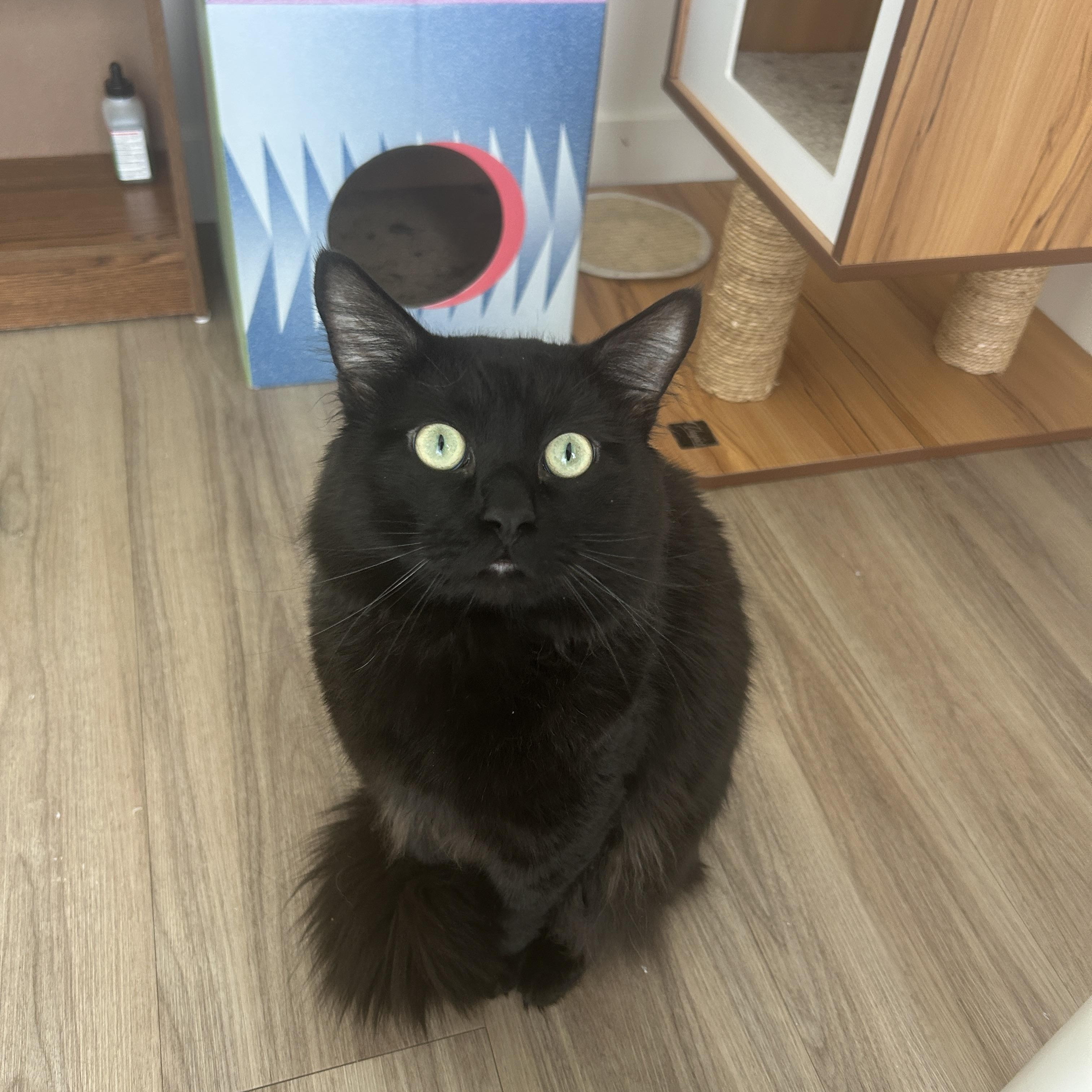 Enlarge Chesnut, a ADOPTABLE Domestic Long Hair in BURNABY, BC image 1/1