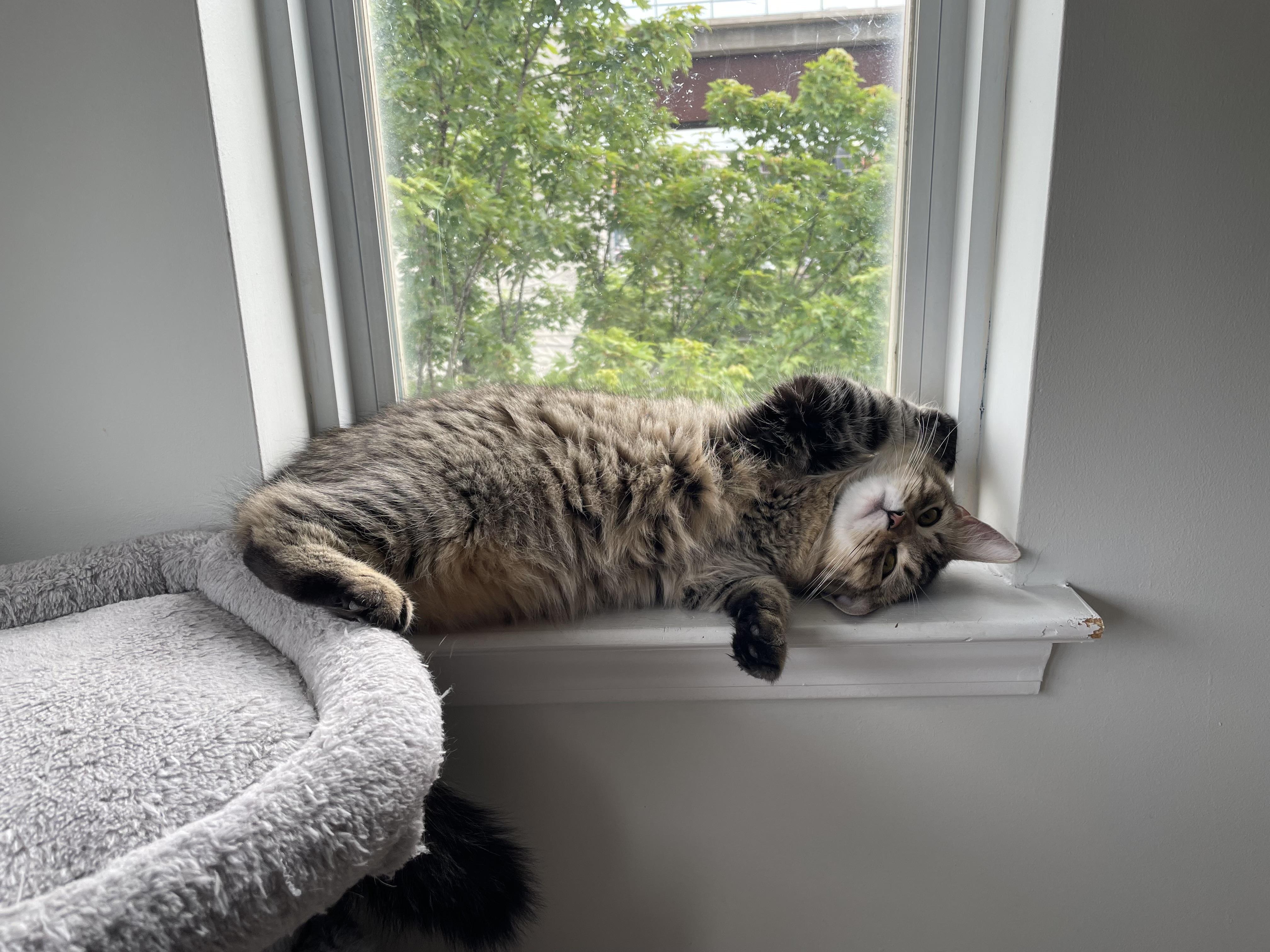 Ariel, ADOPTABLE, Young Female Tabby.