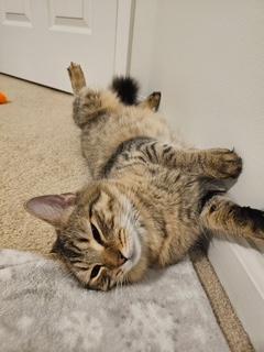 Ariel, a ADOPTABLE mixed breed in Waxhaw, NC image 2/3