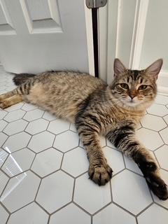 Ariel, ADOPTABLE, Adult Female Tabby.