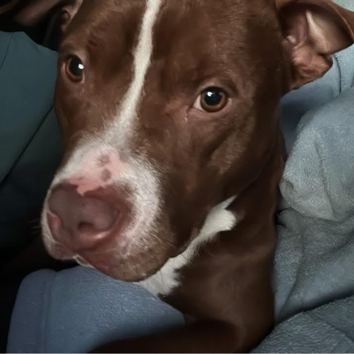 Enlarge Gracie, a ADOPTABLE mixed breed in Alma, MI image 1/1