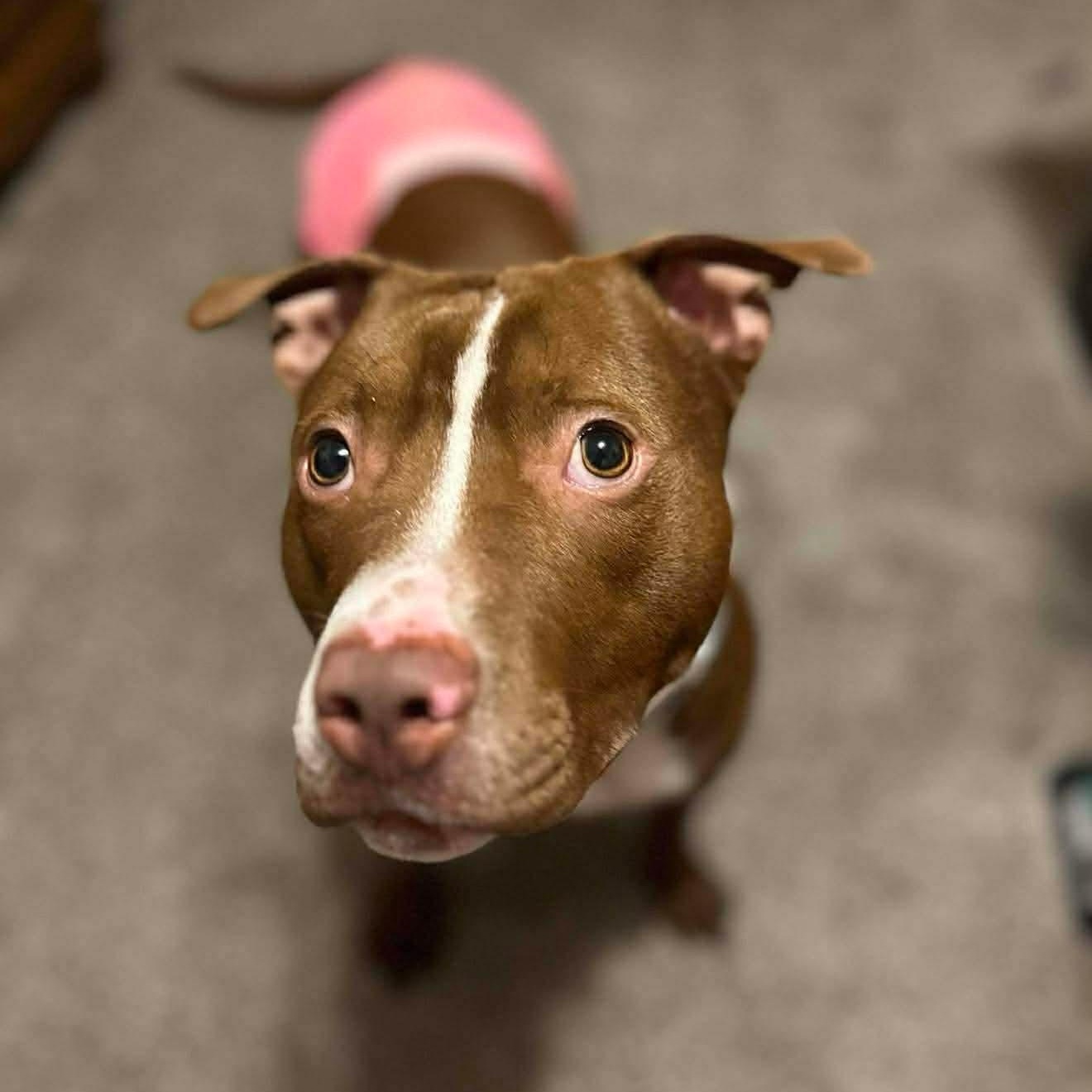 Enlarge Gracie, a ADOPTABLE mixed breed in Alma, MI image 1/3