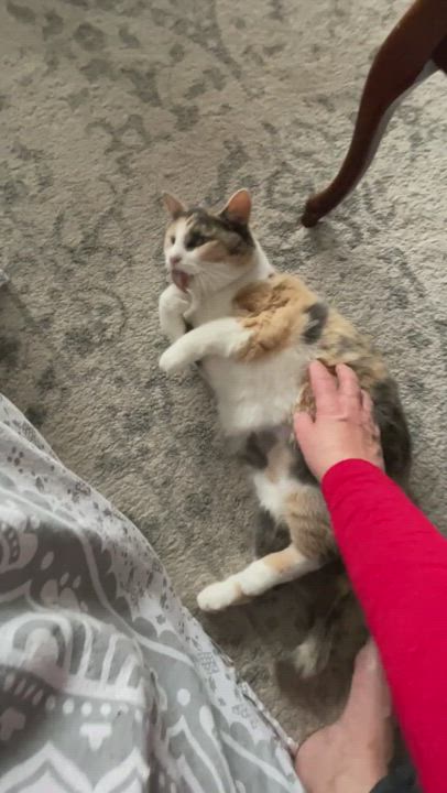 Enlarge Gypsy, a Adopted Domestic Short Hair in West New York, NJ video 1/4