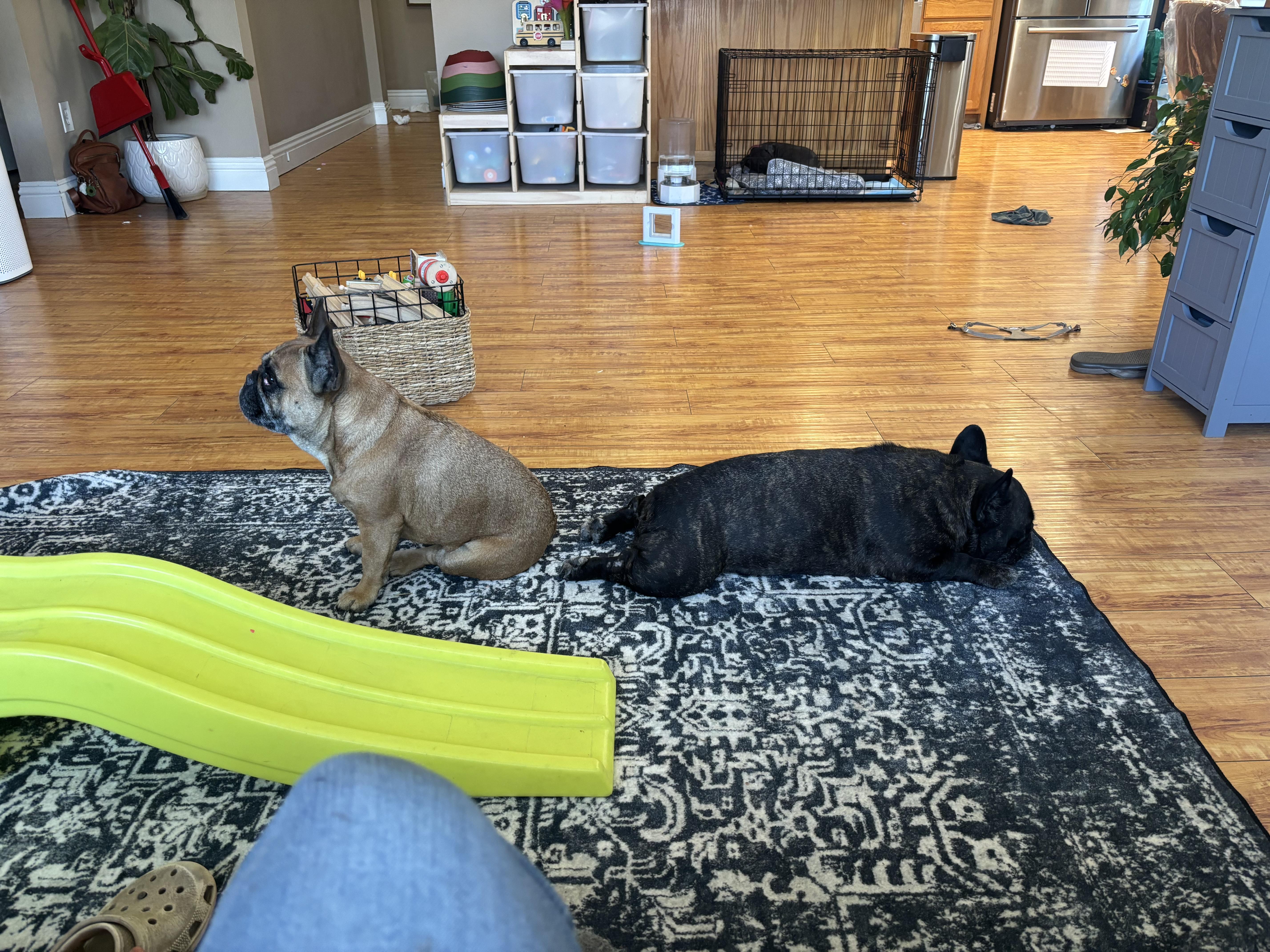 Enlarge Kane, an adopted French Bulldog in Corona, CA image 2/4