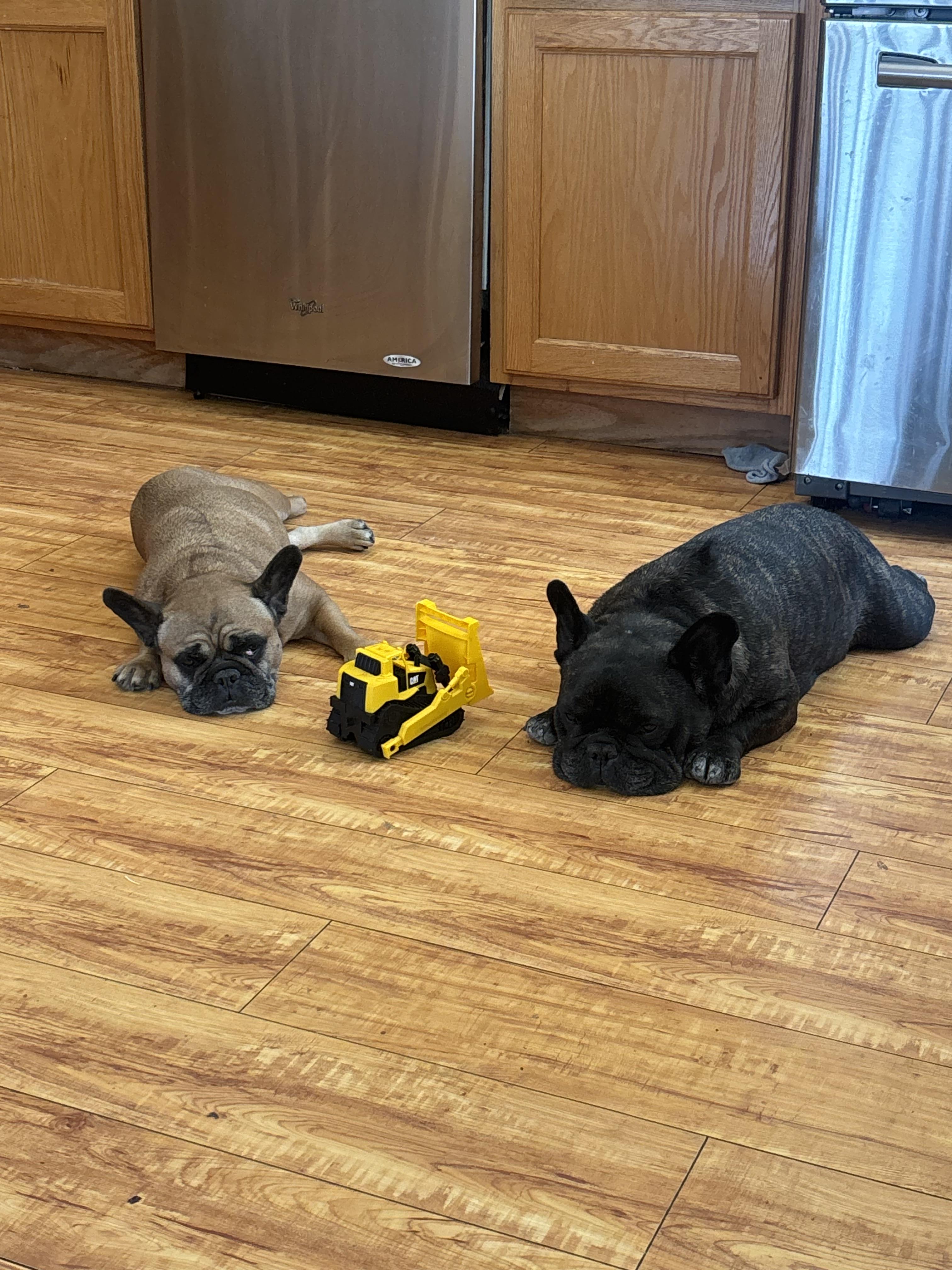 Enlarge Kane, an adopted French Bulldog in Corona, CA image 3/4