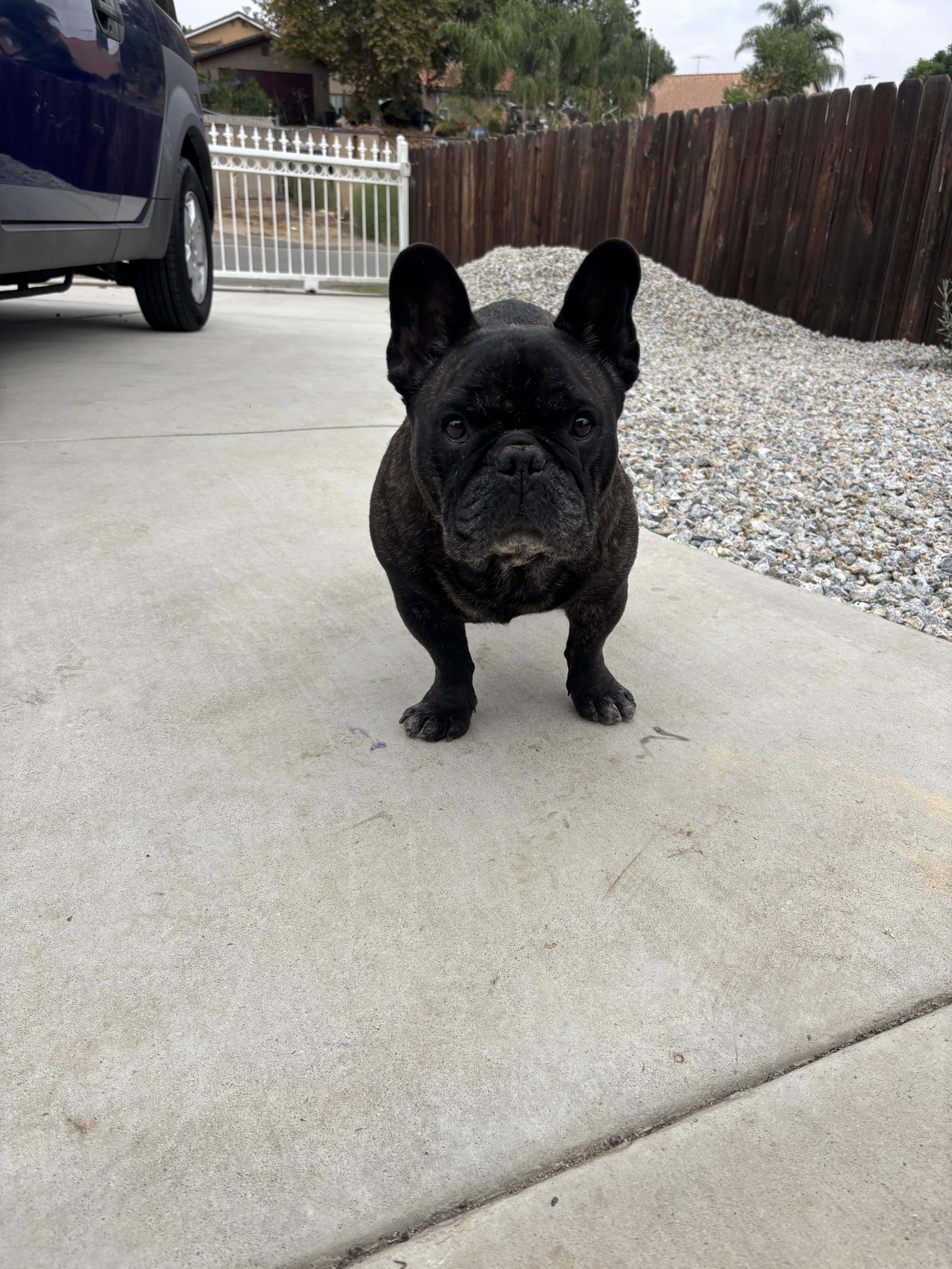 Enlarge Kane, an adopted French Bulldog in Corona, CA image 4/4