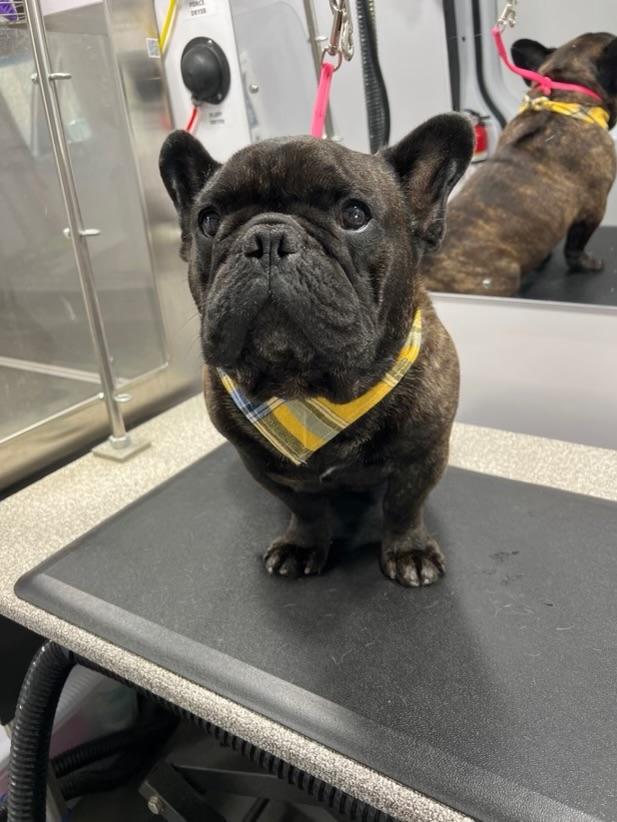 Enlarge Kane, an adopted French Bulldog in Corona, CA image 1/4