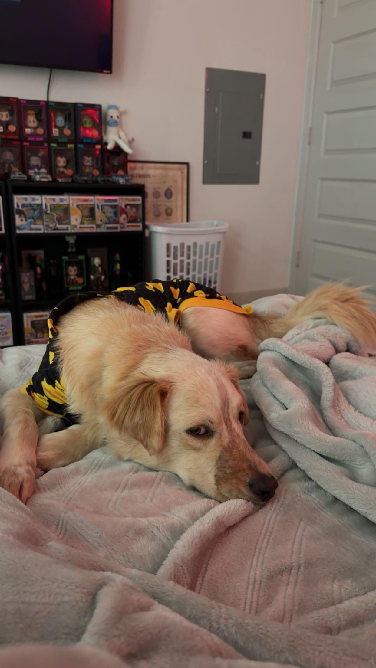 Enlarge Rugby, an adopted mixed breed in Wytheville, VA image 2/6