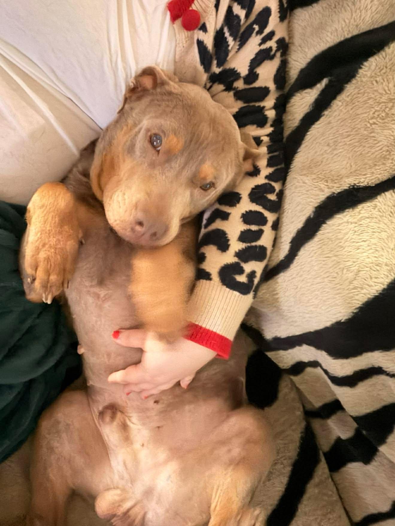 Hansen, Adoptable, Adult Male Pit Bull Terrier.