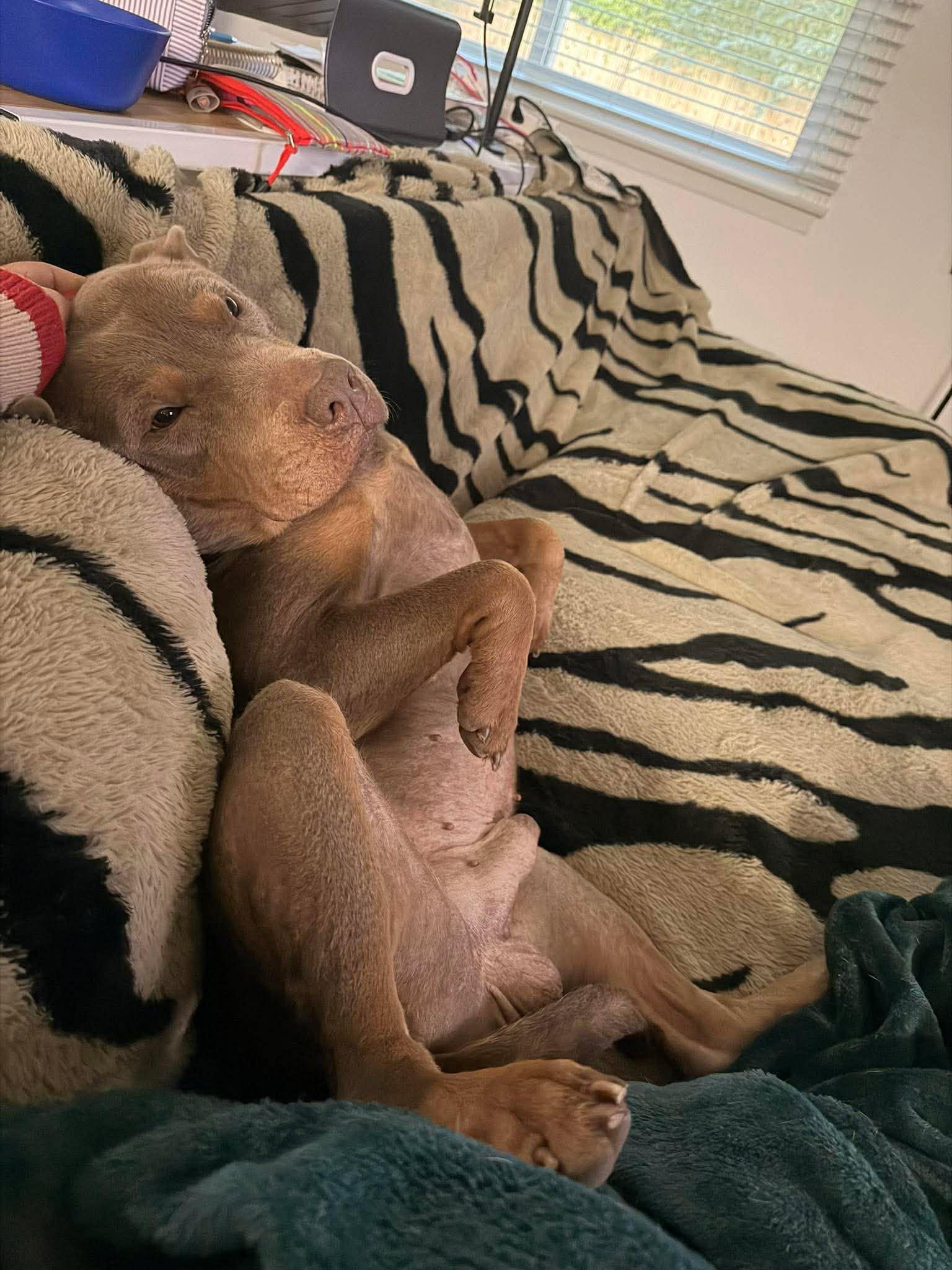Enlarge Hansen, a Adoptable Pit Bull Terrier in Arlee, MT image 2/4