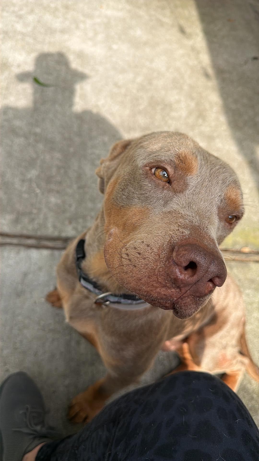 Enlarge Hansen, a Adoptable Pit Bull Terrier in Arlee, MT image 3/4