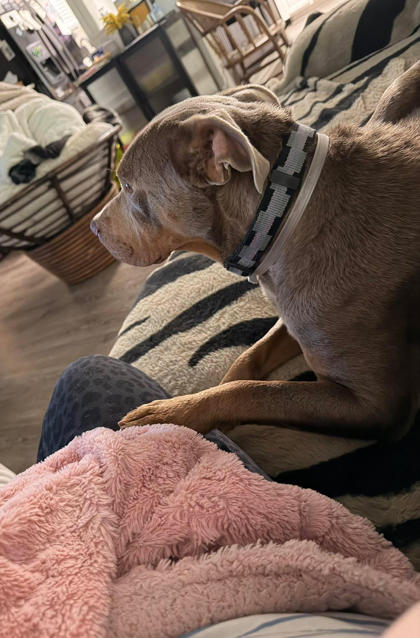 Enlarge Hansen, a Adoptable Pit Bull Terrier in Arlee, MT image 4/4