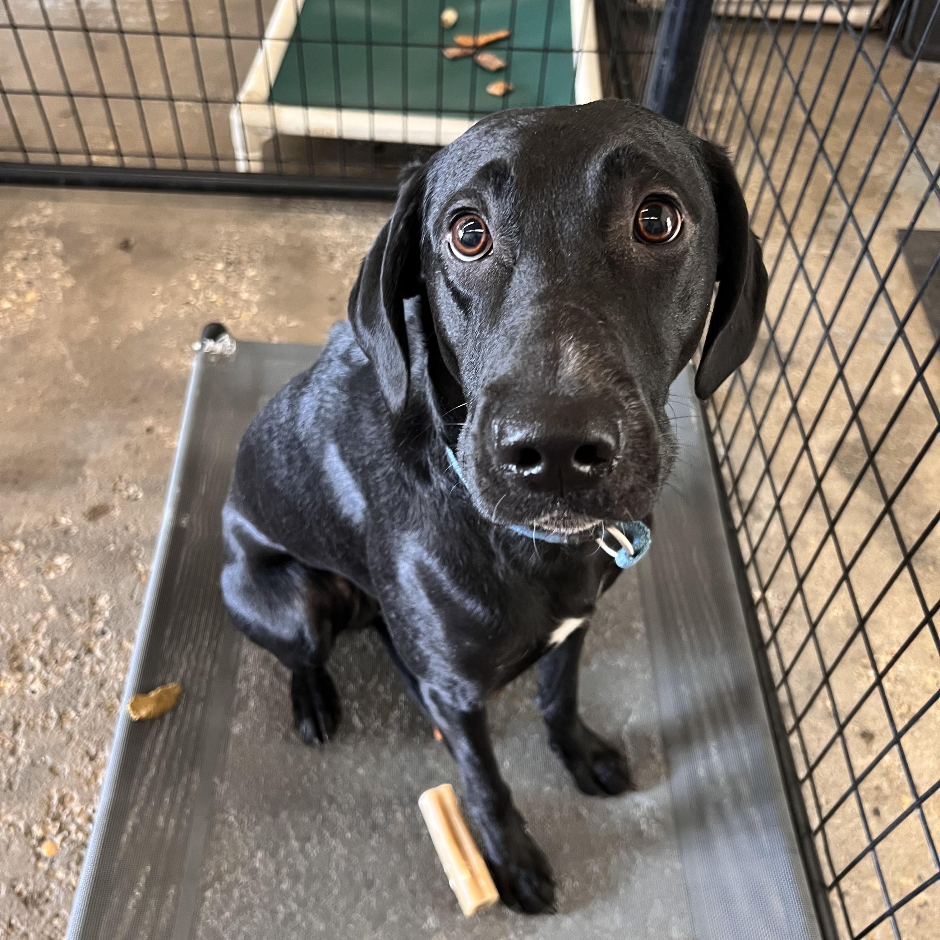 Enlarge Chaos, a Adoptable mixed breed in Peace River, AB image 2/3