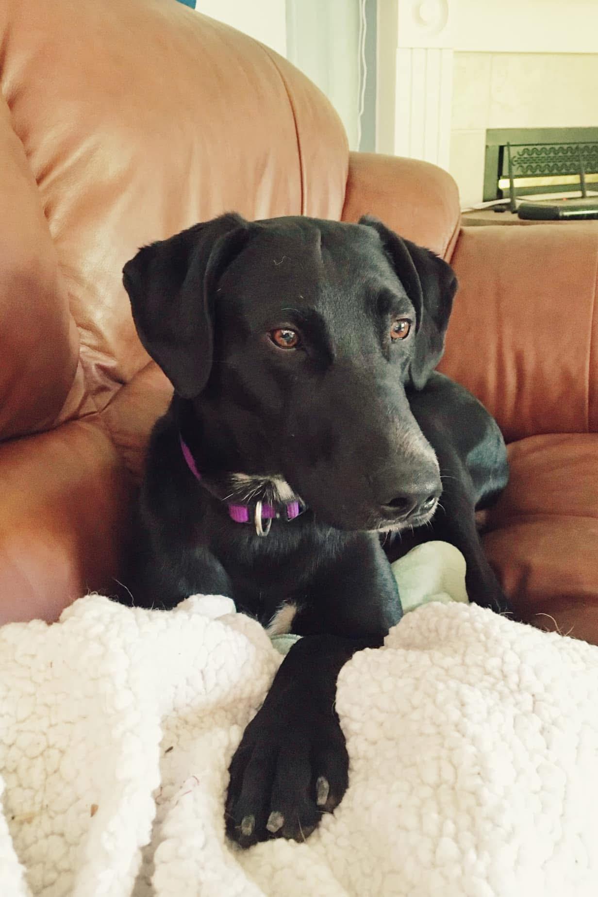 Enlarge Chaos, a Adoptable mixed breed in Peace River, AB image 1/3