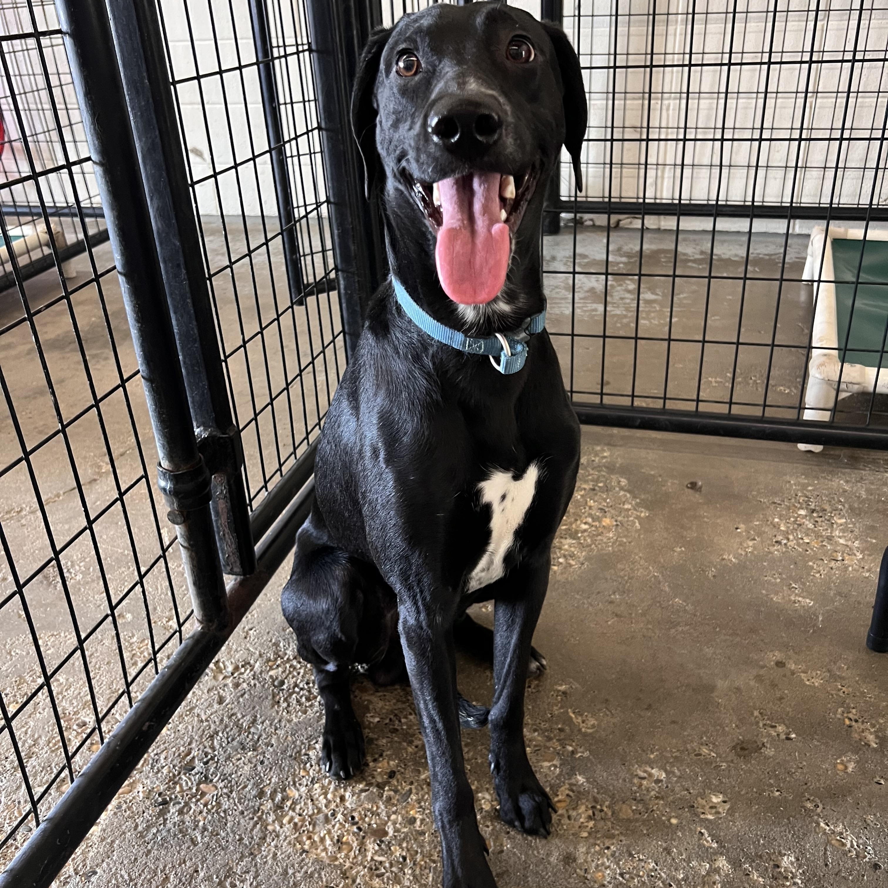 Enlarge Chaos, a Adoptable mixed breed in Peace River, AB image 3/3