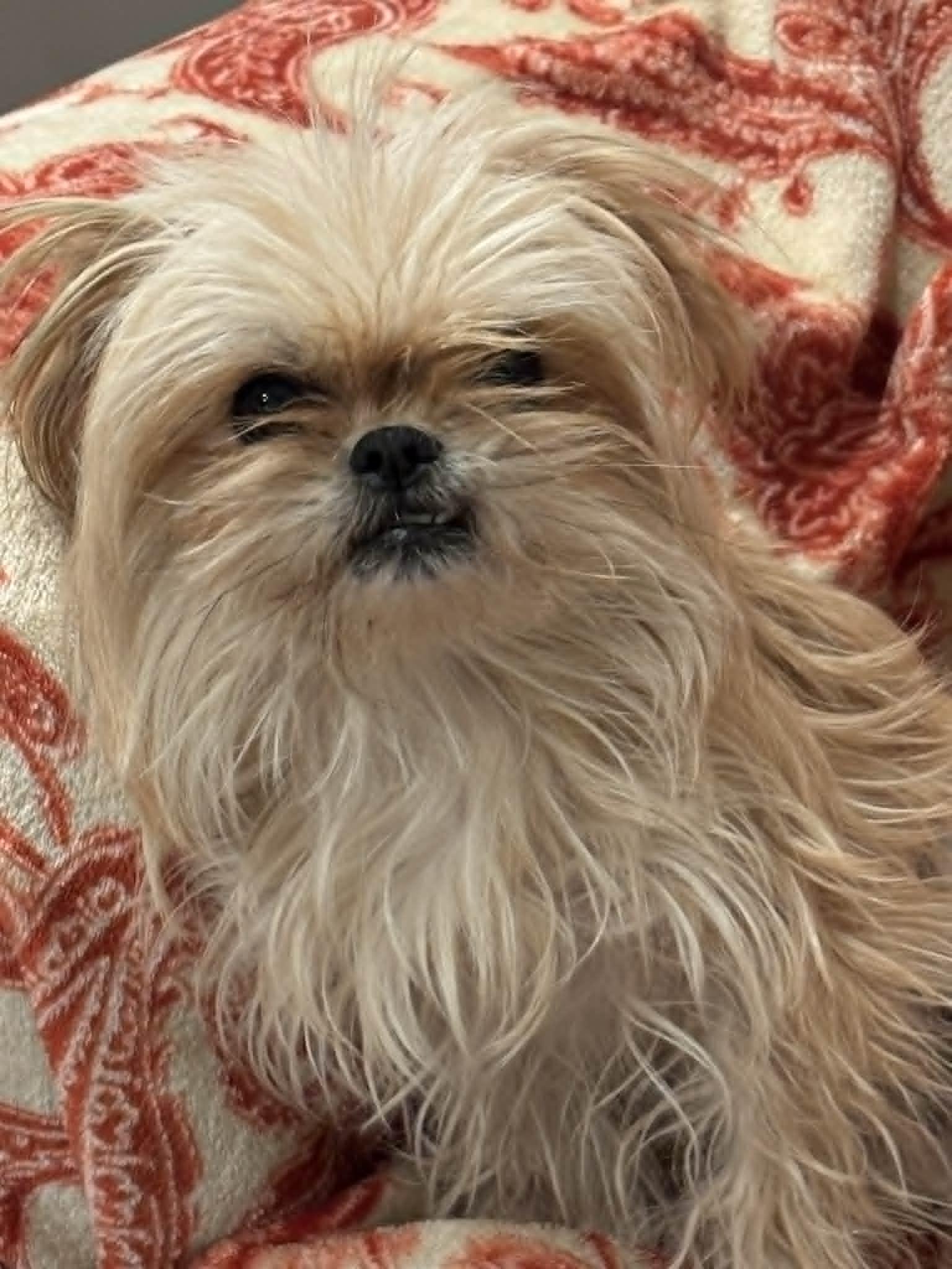 Shakira, ADOPTABLE, Adult Female Brussels Griffon & Shih Tzu.