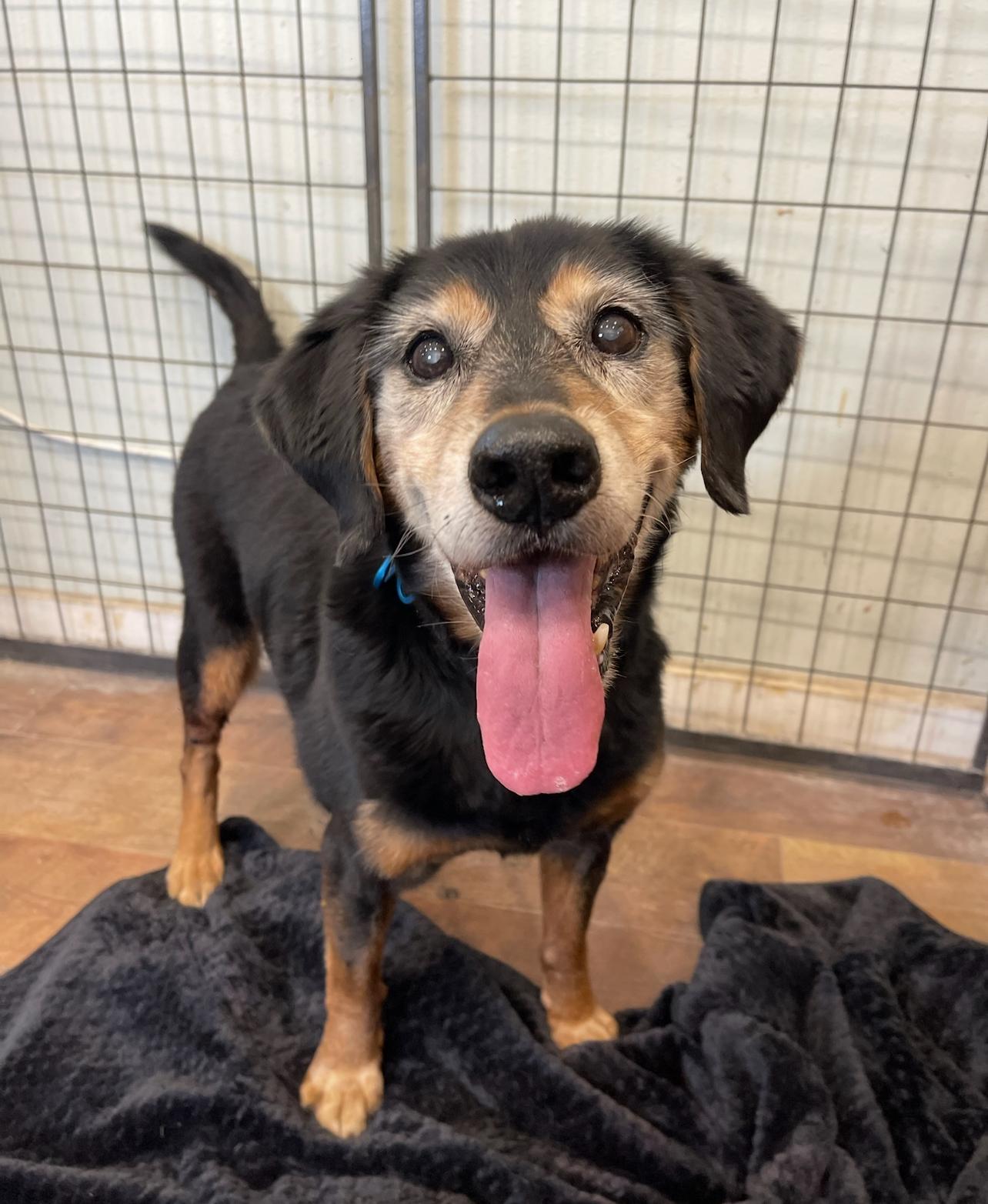 Paco, Senior Male Hound