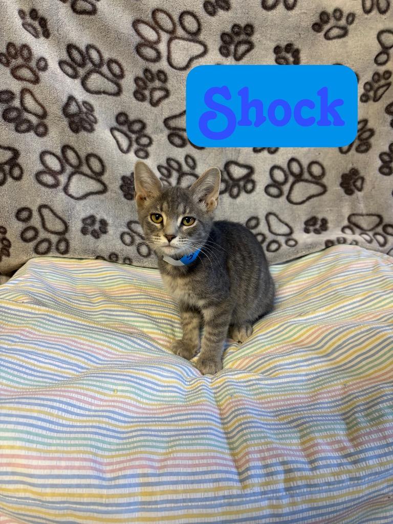 Enlarge Shock, a Adoptable Domestic Short Hair in Hillsboro, OH image 1/4