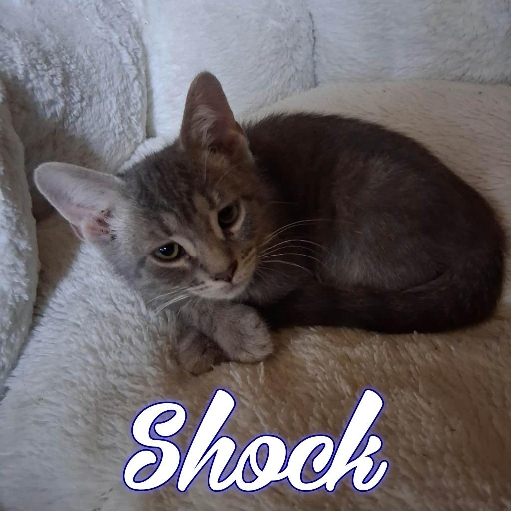 Shock, Adoptable, Kitten Male Domestic Short Hair.